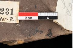 Foto (Detailansicht) von Pinus laricio Poiret (NHMW-GEO-2024-0188-0231)